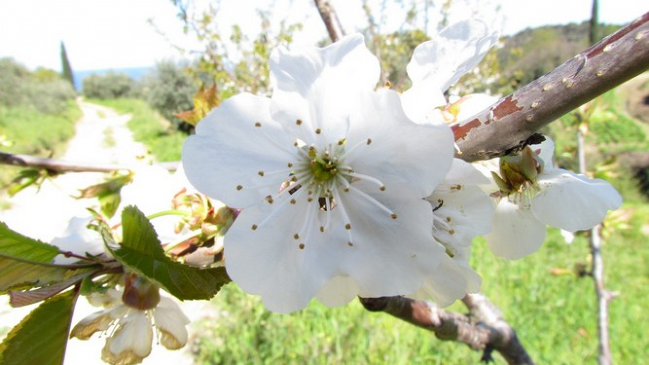 Spring is coming to the Monastery.