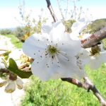 Spring is coming to the Monastery.