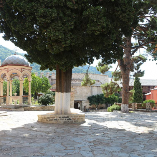 An old cypress tree in the centre of the courtyard with deep roots, like the faith of the saints.